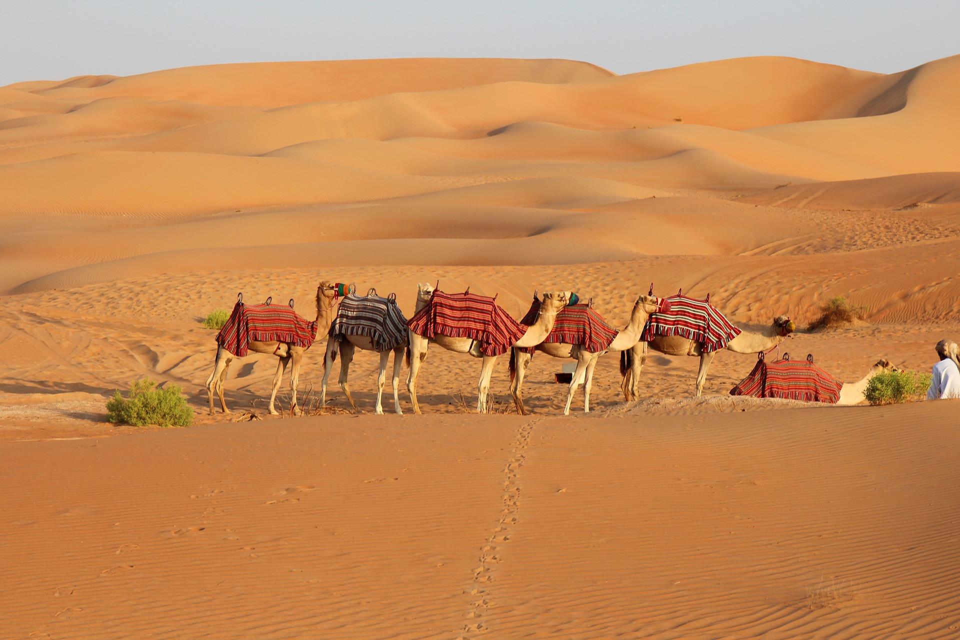 Καραβάνι με καμήλες