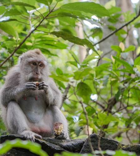 Στο δάσος των μαϊμούδων, Μπαλί